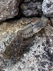 Lystridea