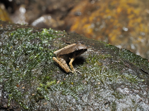 Java Torrent Frog, Wijayarana masonii