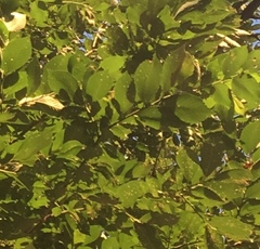 Ulmus