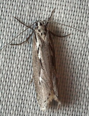 Ethmia semitenebrella