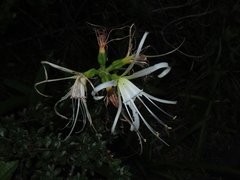 Ismene longipetala