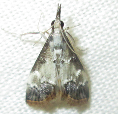 Autocharis