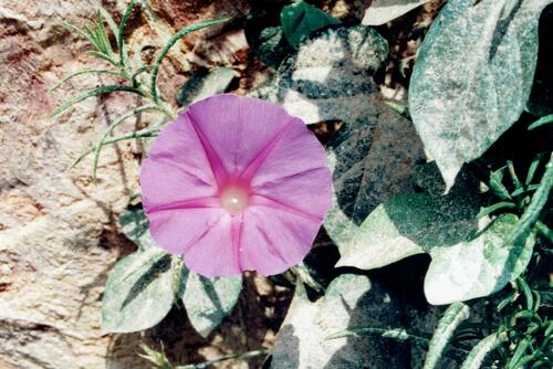 Ipomoea purpurea