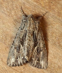 Anarta fusculenta