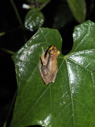 Indonesian Bubble-nest Frog, Feihyla vittiger