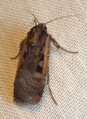 Parabagrotis exsertistigma