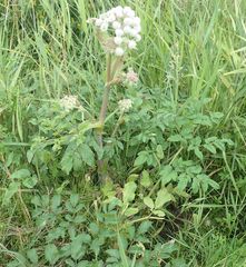 Angelica archangelica