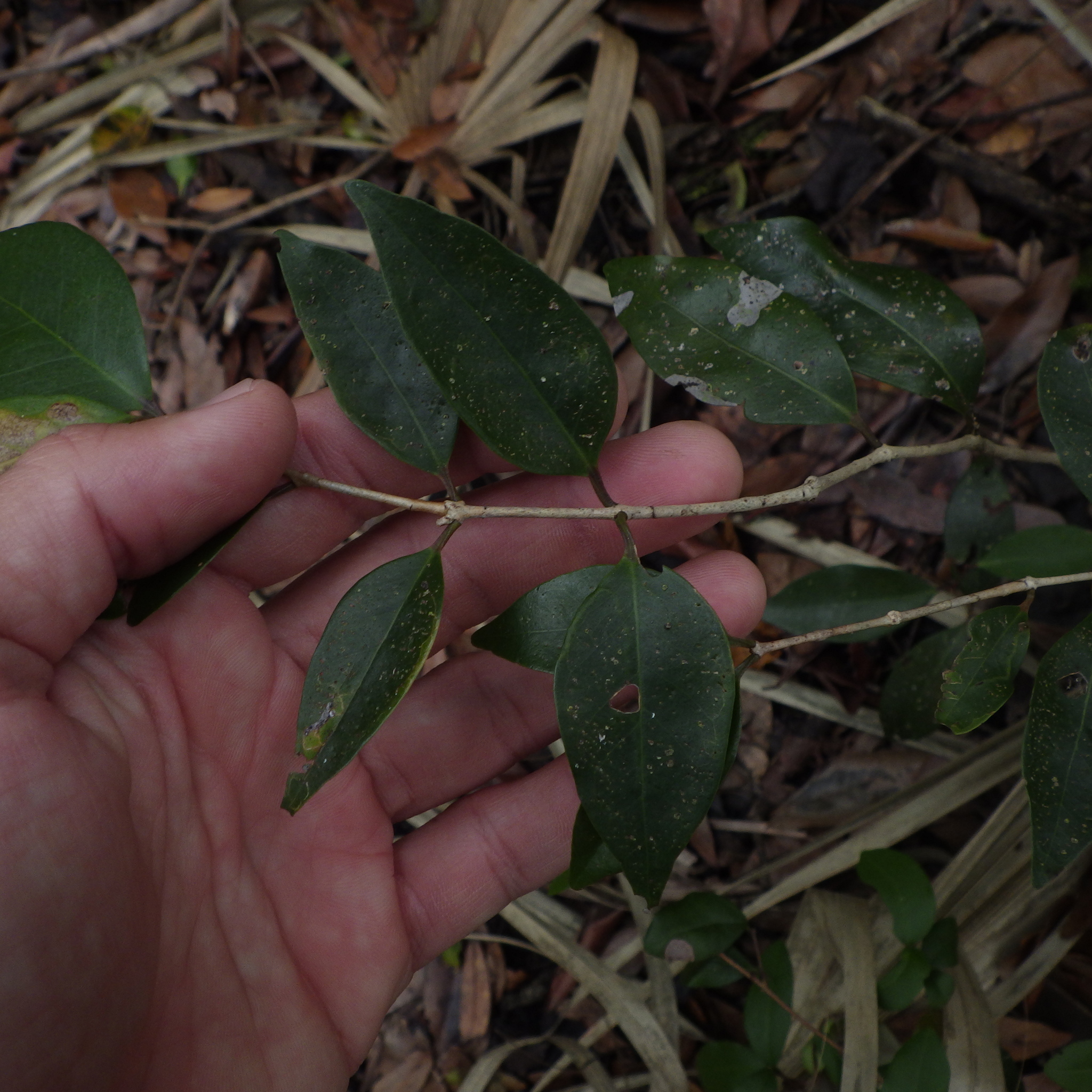 Imagem de Cereja-do-mato