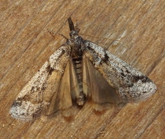 Laetilia dilatifasciella