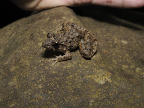 Indonesia Wart Frog, Limnonectes microdiscus