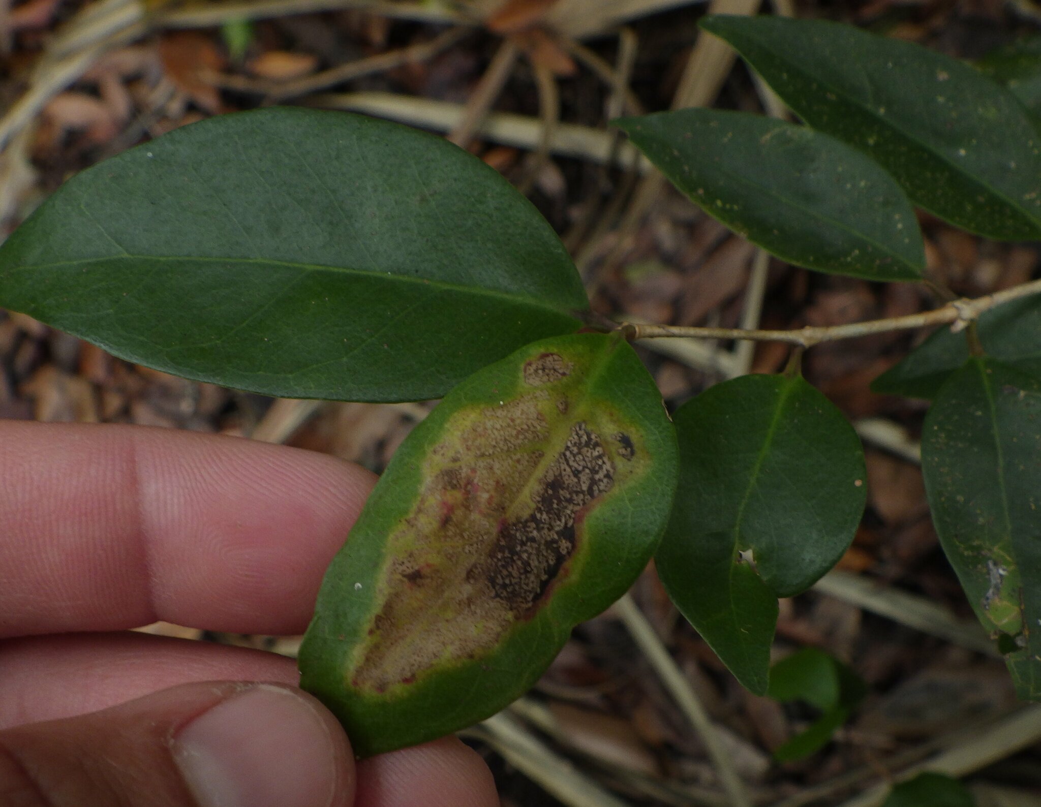 Imagem de Cereja-do-mato