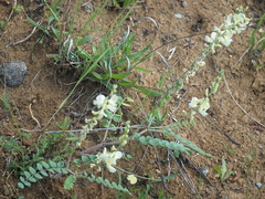 Onobrychis meschetica