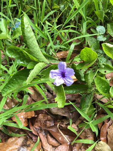 Ruellia tuberosa
