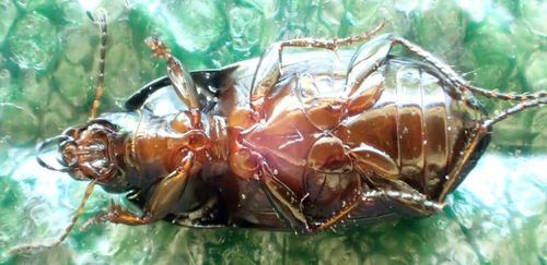 Common Sun Beetle, Lauwersoog, Netherlands, photo 8 of 10