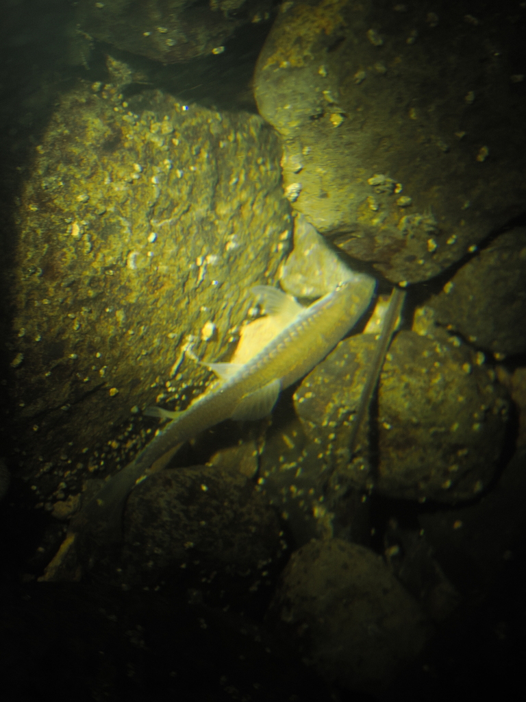 Rasbora aprotaenia (Rasbora aprotaenia)