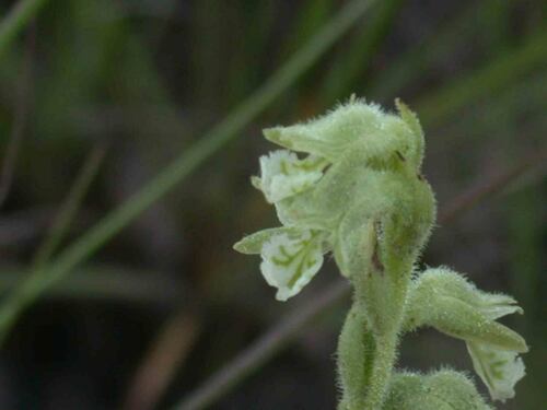 Lyroglossa