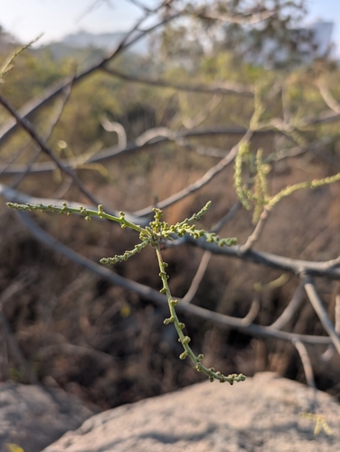 Image of Lannea coromandelica by (c) Ravuri Krishna Chaitanya, some rights reserved (CC BY)