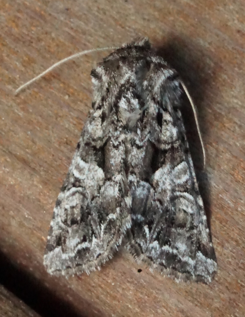 Hadena ectrapela