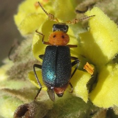 Collops bipunctatus