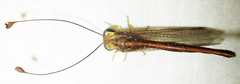 Ascalaphus bilineatus