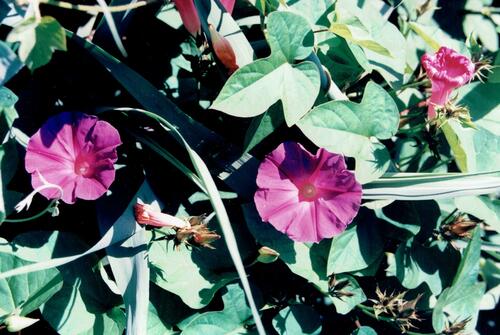 Ipomoea purpurea