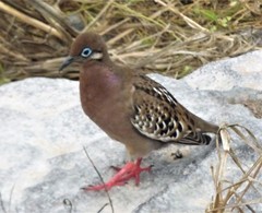 Galapagos Dove photo 5