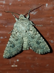 Anarta trifolii