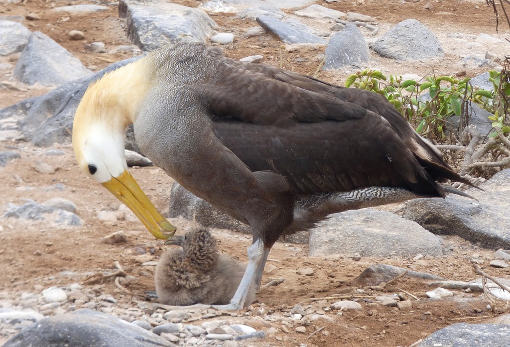 Waved Albatross photo