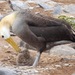 Waved Albatross - Photo (c) Douglas J. Long, some rights reserved (CC BY-NC), uploaded by Douglas J. Long