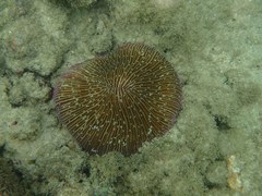 Fungia fungites