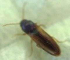 Hemicrepidius hemipodus