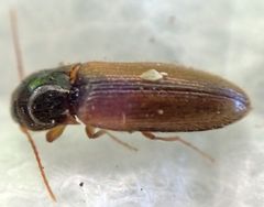 Hemicrepidius hemipodus