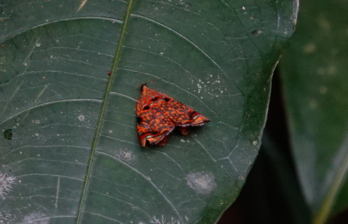 Rubropsichia fuesliniana