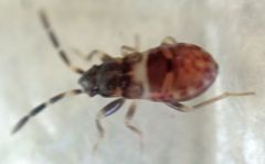 Rhyparochromus vulgaris