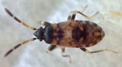 Rhyparochromus vulgaris