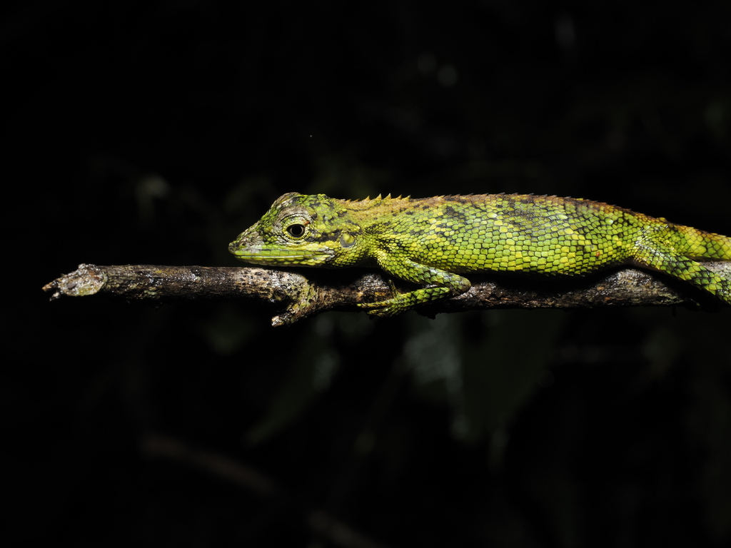 Indonesian False Bloodsucker (Pseudocalotes tympanistriga)
