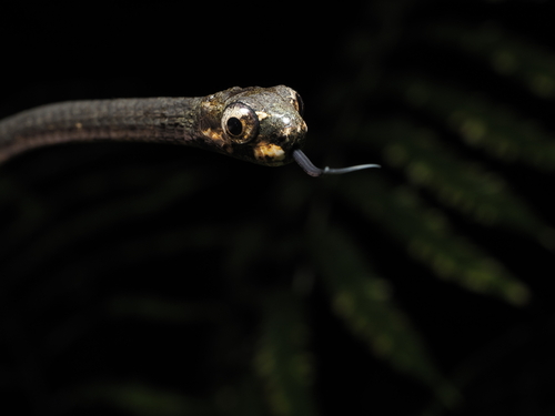 Blunthead Slug Snake