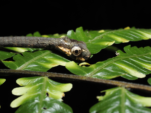 Blunthead Slug Snake