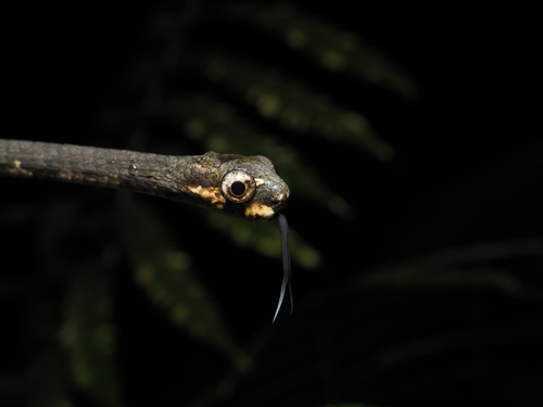 Blunthead Slug Snake