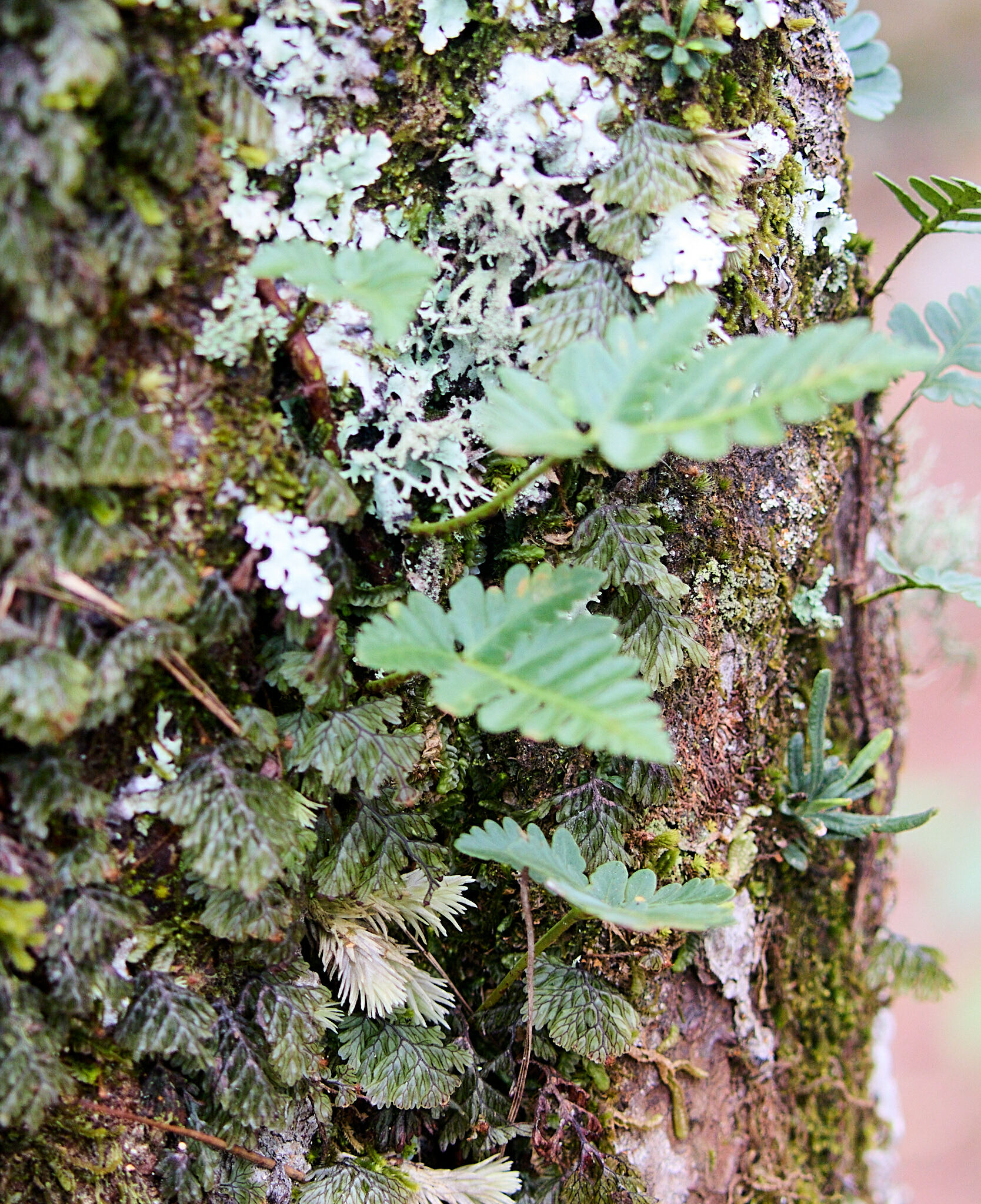 Davallia repens — ảnh 2