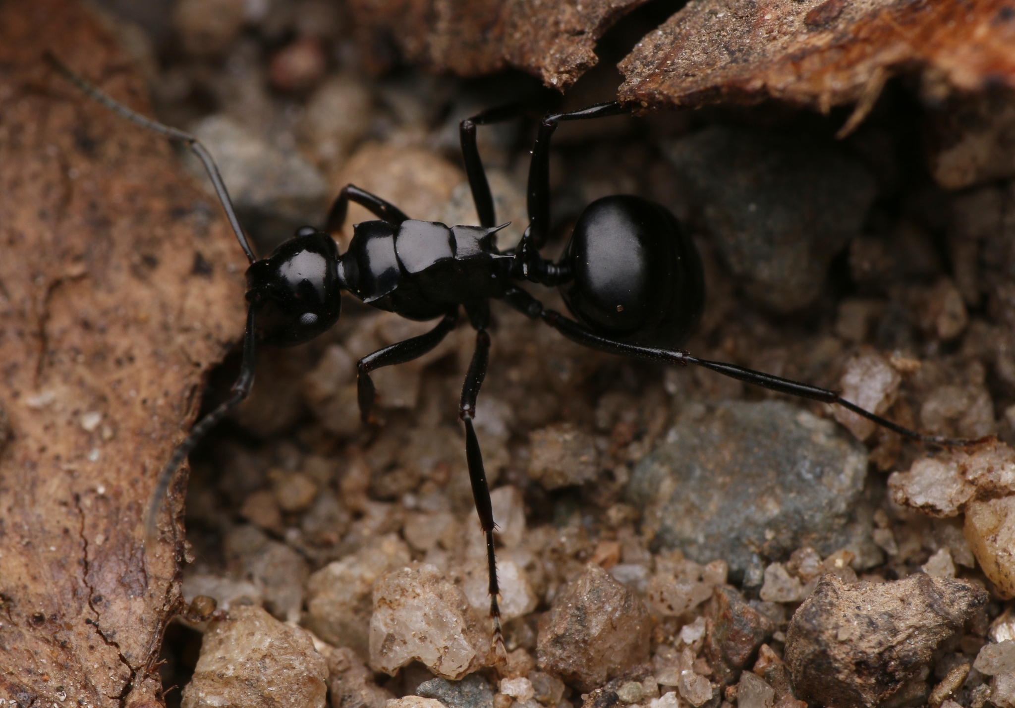 Polyrhachis semipolita