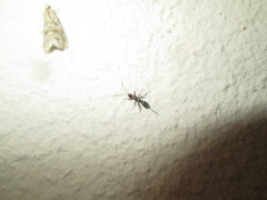 Ascalaphus bilineatus