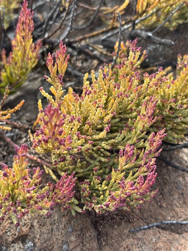 Exocarpos menziesii observed 2025-01-17