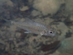 Red Garra photo 3