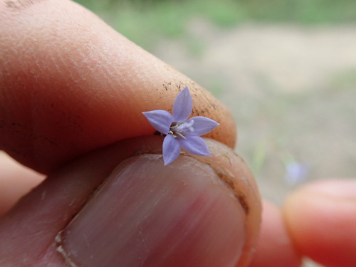Image of Wahlenbergia gracilis by no rights reserved