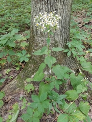 Eurybia schreberi