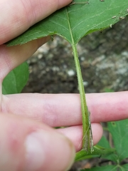 Eurybia schreberi