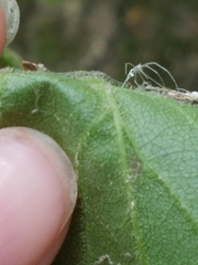 Eurybia schreberi