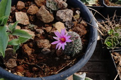 Mammillaria mazatlanensis