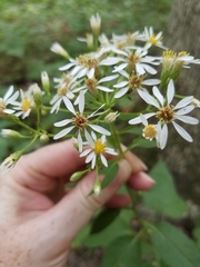 Eurybia schreberi
